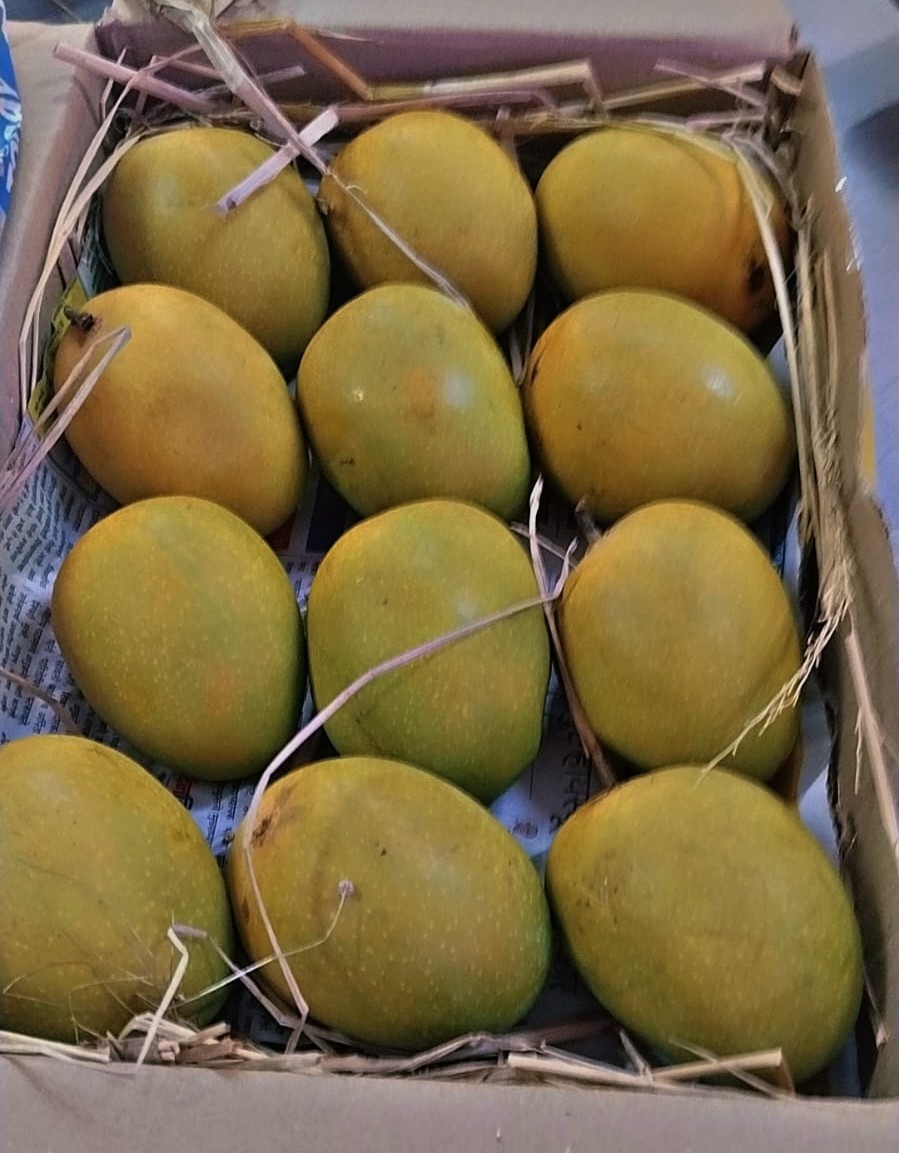 Mangoshree-Ratnagiri Hapus